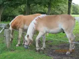 Hest - 2½ års haflinger sælges - 3