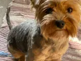 Biewer yorkshire terrier - 3