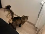 Blandet Norsk skovkat/ maincoon - 5