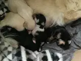 Chihuahua hvalpe