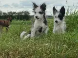 Bordercollie / Chinese crested Powder puff 