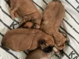 DKK Bichon havanaise hvalpe - 4