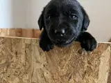 Labrador hundehvalpe  - 3