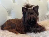 Smuk Unik Chokolade Yorkshire Terrier - 4