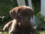 Labrador / dogue de Bordeaux  - 4