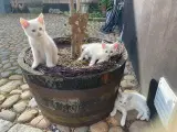Kattekillinger