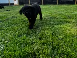 Rottweiler/ Labrador hvalpe  - 2