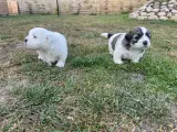 Bichon havanais hvalpe 