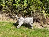 Korthåret hønshund  hvalp  - 4
