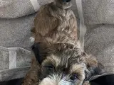 Allergivenlige hundehvalpe 🐶 - 5