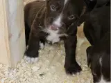(Sprocker) Ft Springer/Ft cocker hvalpe - 3