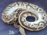 Pied kongepythons + lidt mere, nye priser  - 3