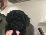 Havapoo hundehvalpe  - 4