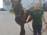 1 årig Jyskhest hingst sælges - 3