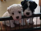 Bichon Havanaiser hvalpe