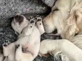 Golden Retriever hvalpe - 2