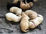 Labrador hvalpe