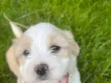 Bichon Havanais - 3