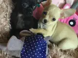 Chihuahua bl.a. hvalpe - 5