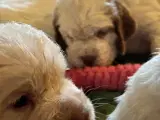 Clumber Spaniel hvalpe - 4