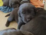 Brun labrador hvalpe sælges  - 4