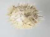 ⭐️· Dekoration af tørret pindsvinefisk / Kuglefisk - 4