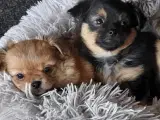 Hundehvalpe Chihuahua blandning 