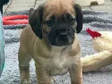  Stueopdræt  Blandings hundehvalpe  - 5