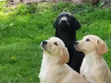 Labrador retriver - 2