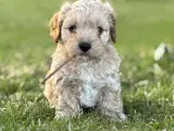Cavamaltipoo hvalpe - 1 pige tilbage/RESERVERET - 5