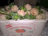 Hvide jordbær, planter