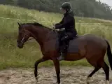 kærlig, ærlig, trafiksikker, dressurafstamning - 2