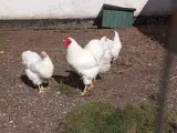 Wyandotter hvide kyllinger 8 stk - 3