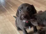 Coker spaniel/ springer spaniel