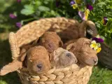  2 Smukke mini Goldendoodle, doodle hvalpe - 3