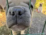 Franske bulldog hvalpe - 3