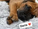 Cane Corso/Douge de Bordeaux  - 3