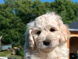 Super socialiserede goldendoodles  - 2