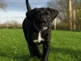 Skøn Blanding 🐾  - 3