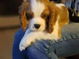 Cavalier King Charles Spaniel hvalpe - 2