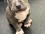Hunde hvalpe, American bully xl🐶 - 2