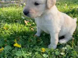 Allergivenlige goldendoodles hvalpe - 3