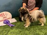 Tibetansk spaniel  - 5