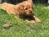 Cavapoo hvalpe - flytteklar uge 29  - 5