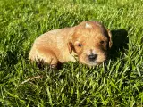Cavapoo hvalpe  - 4
