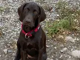 Tysk korthåret hønsehund 