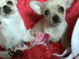 Chihuahua mix hvalpe - 2