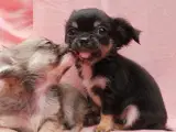 Små langhårede pomchi hvalpe  - 5