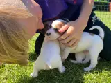 Jack Russell Terrier hvalpe - 4