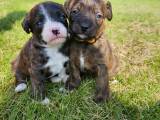 Bossy-poo hvalpe - 5